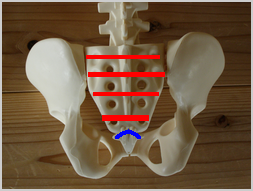 仙骨は横に５つに分かれ上下・左右・前後にズレて青いラインの下部の尾骨は、中に入りやすい